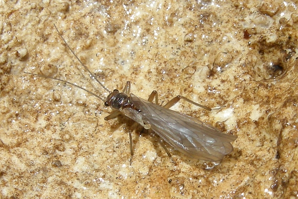 Plecotteri